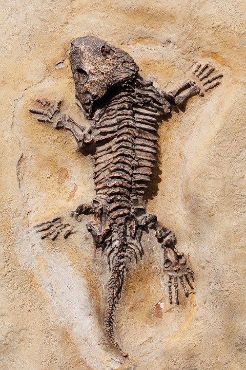 fosil lagarto piedra